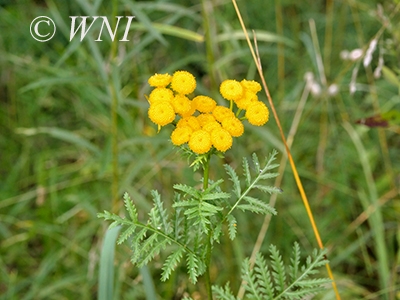 Tanacetum vulgare (Common Tansy)